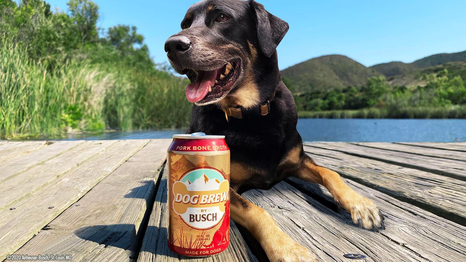 Busch Just Released A Beer Made Especially For Dogs