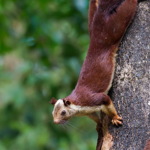 giant squirrel