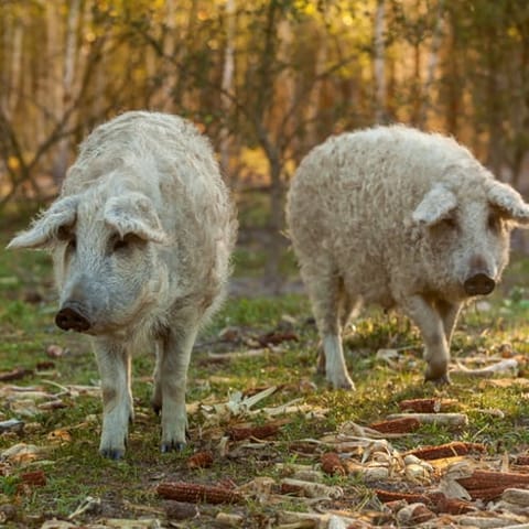 sheep pig