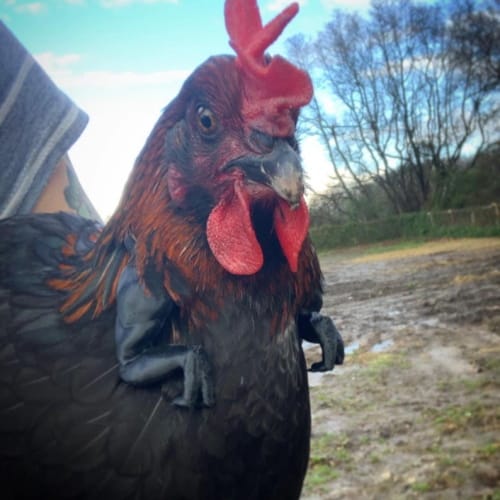 You Can Get Tiny T-Rex Arms For Your Chickens And Really, Why Wouldn’t You?