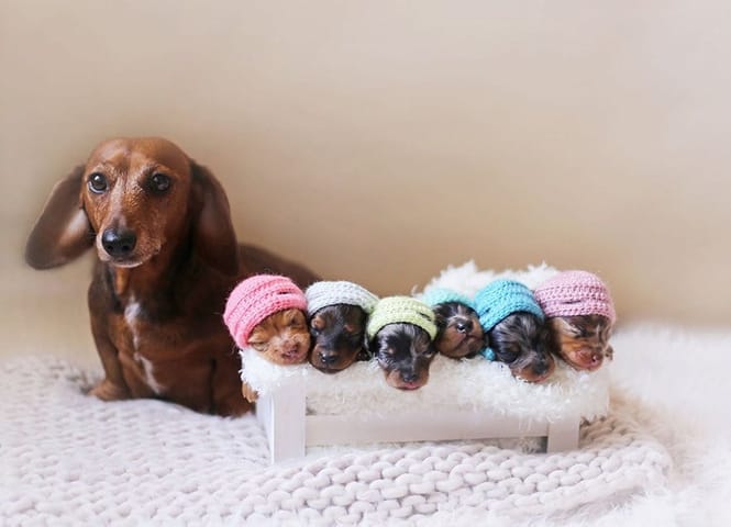 daschund puppies photoshoot