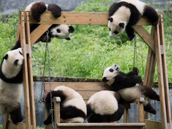 Panda Daycare Is The Cutest Thing You’ll See Today
