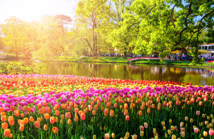 keukenhof flower garden