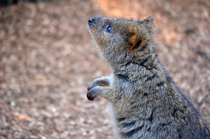 quokka