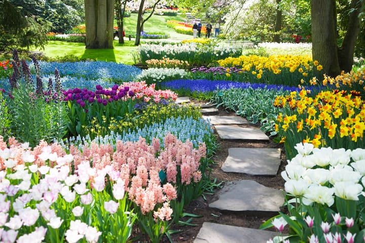 keukenhof flower garden