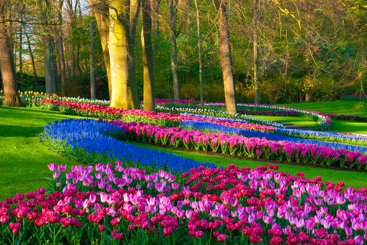 keukenhof flower garden