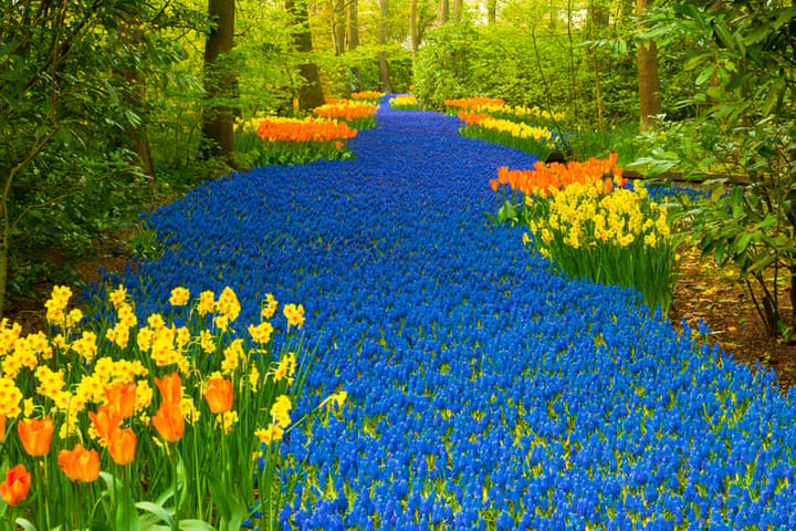 keukenhof flower garden