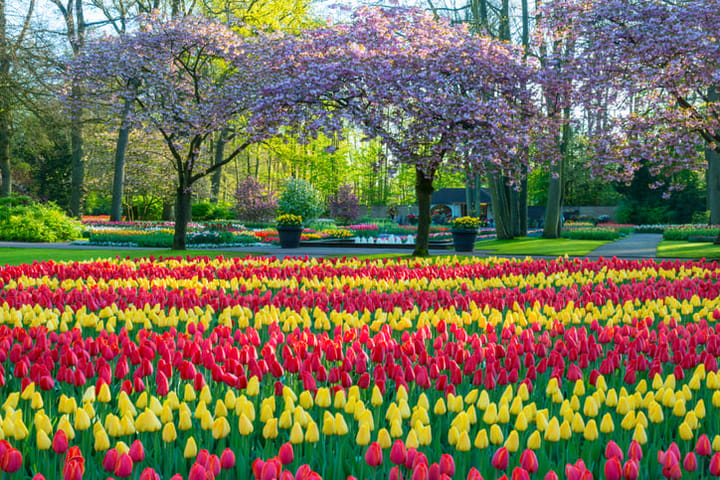keukenhof flower garden