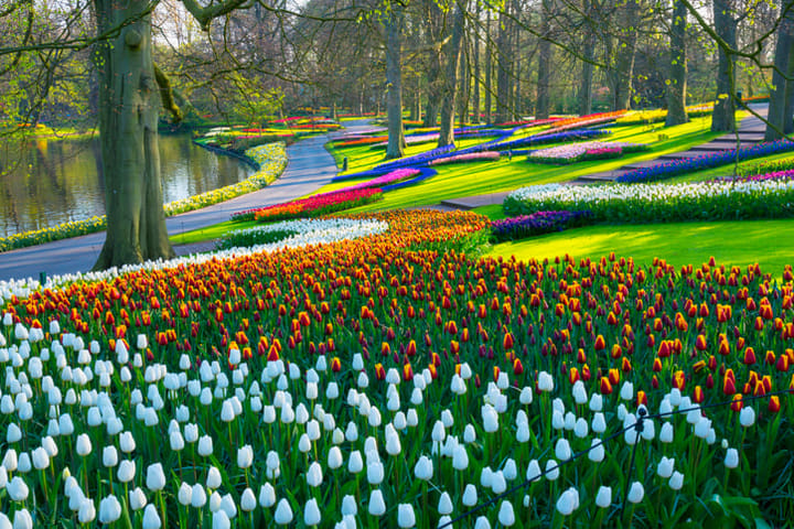 keukenhof flower garden
