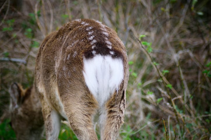 Taxidermists Are Turning Deer Butts Into ‘Assquatches’ And I’m Truly Speechless