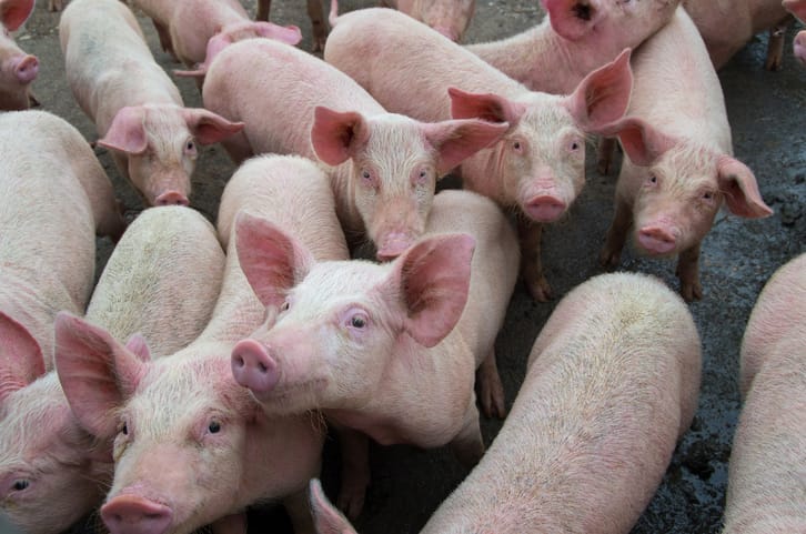 New Flu Virus With ‘Pandemic Potential’ Discovered In Pigs In China