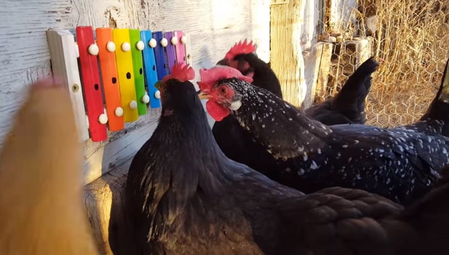 These Chickens Playing A Xylophone Are The Best Thing You’ll See All Day