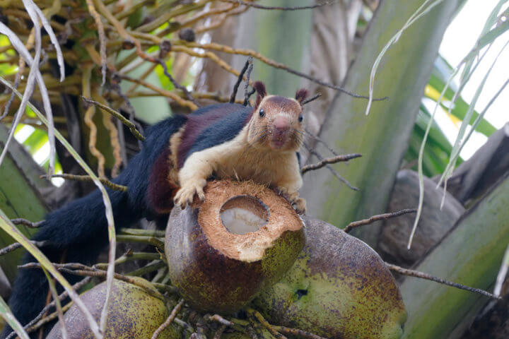giant squirrel