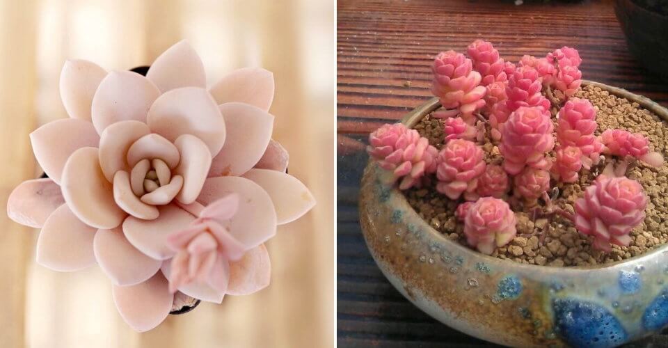 blush succulents
